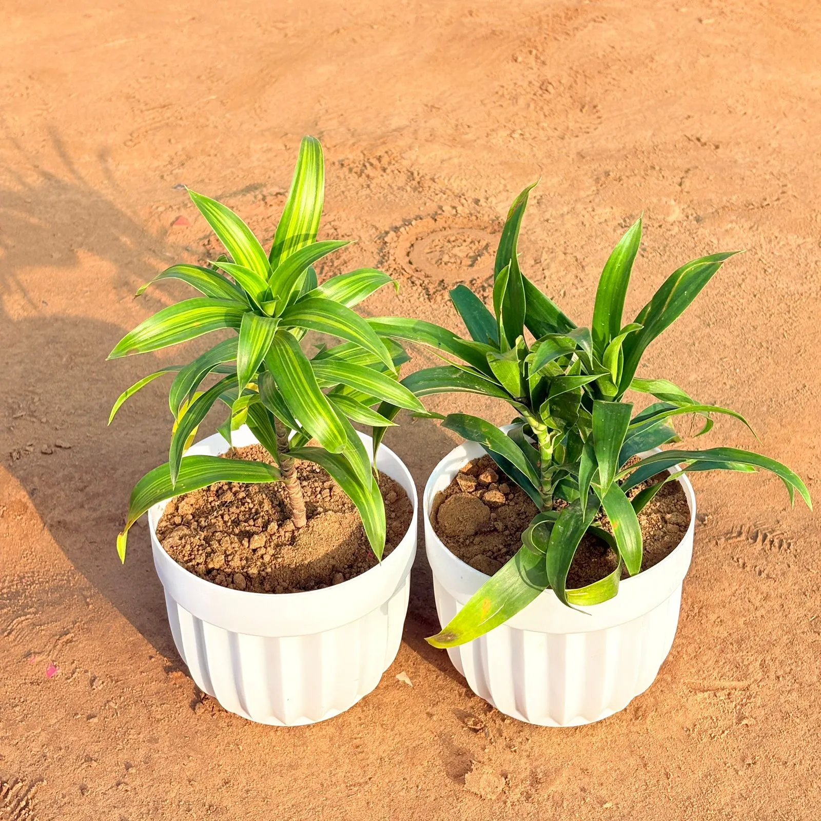 Set of 2 - Dracaena Messenger & Dracaena Green in 6 Inch White Premium Italica Plastic Planter