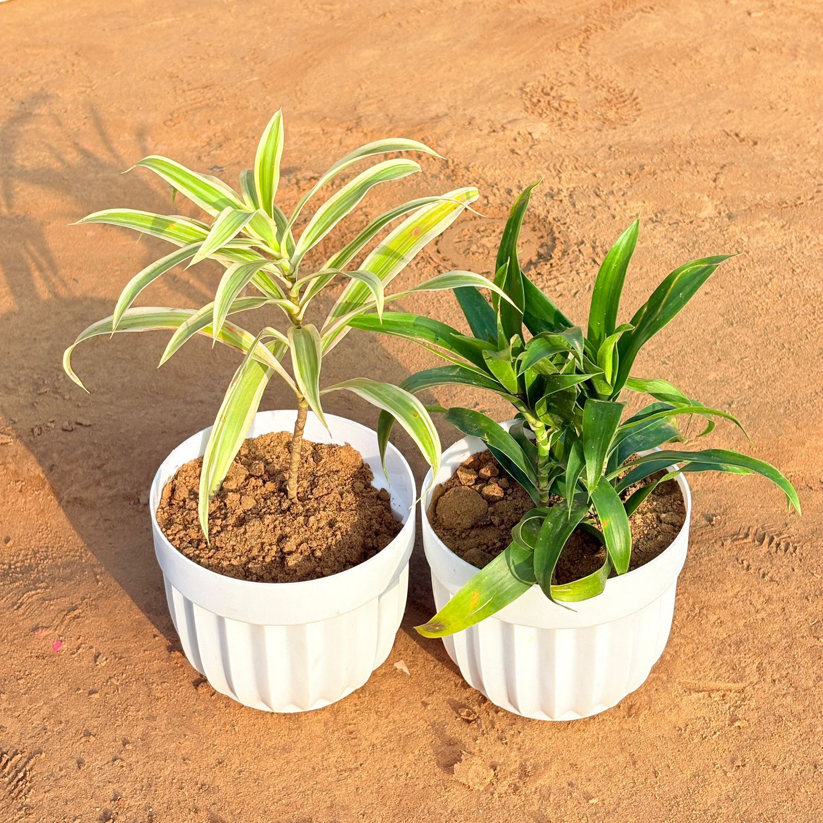 Set of 2 - Dracaena Darasingh/ Victoria & Dracaena Green in 6 Inch White Premium Italica Plastic Planter