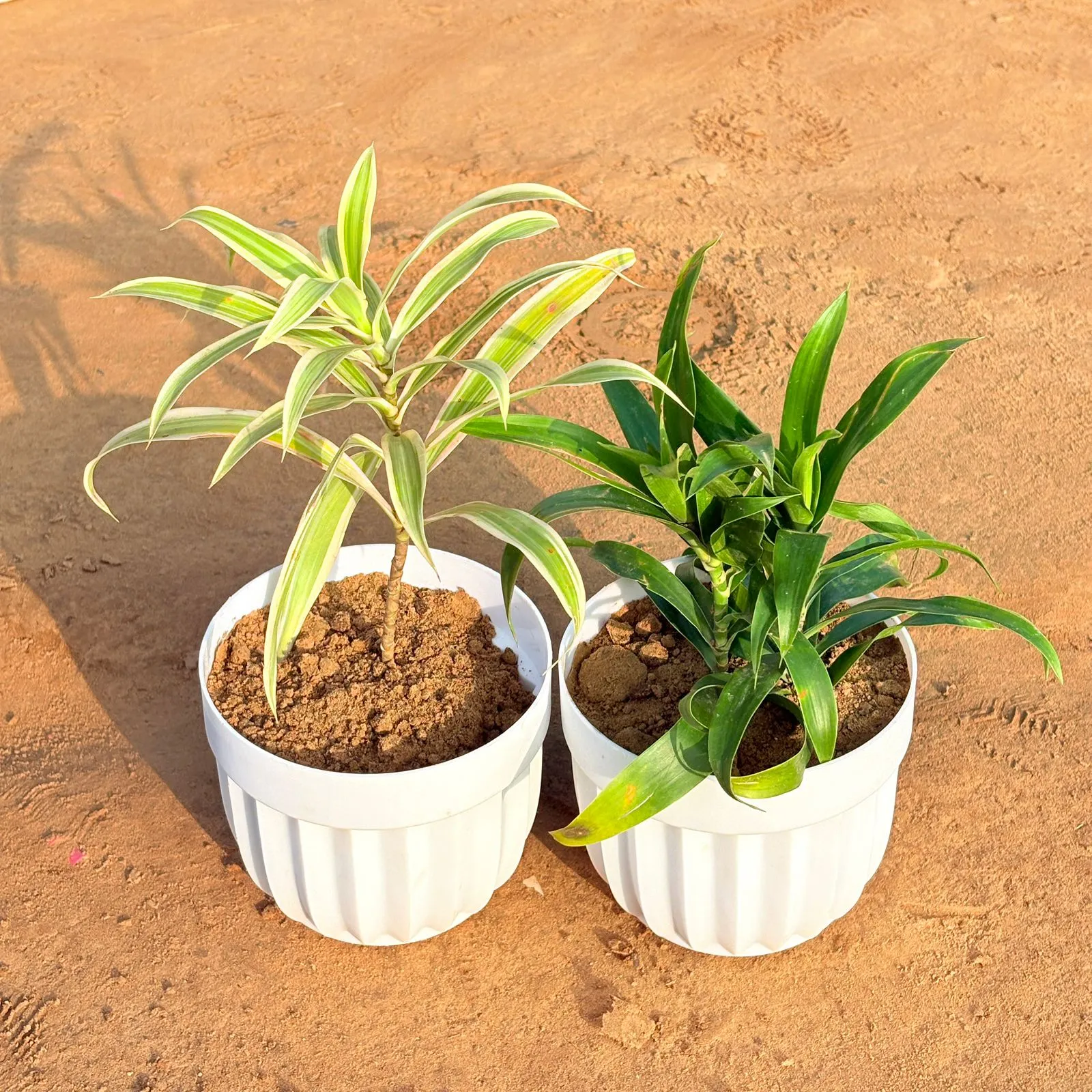 Set of 2 - Dracaena Darasingh/ Victoria & Dracaena Green in 6 Inch White Premium Italica Plastic Planter