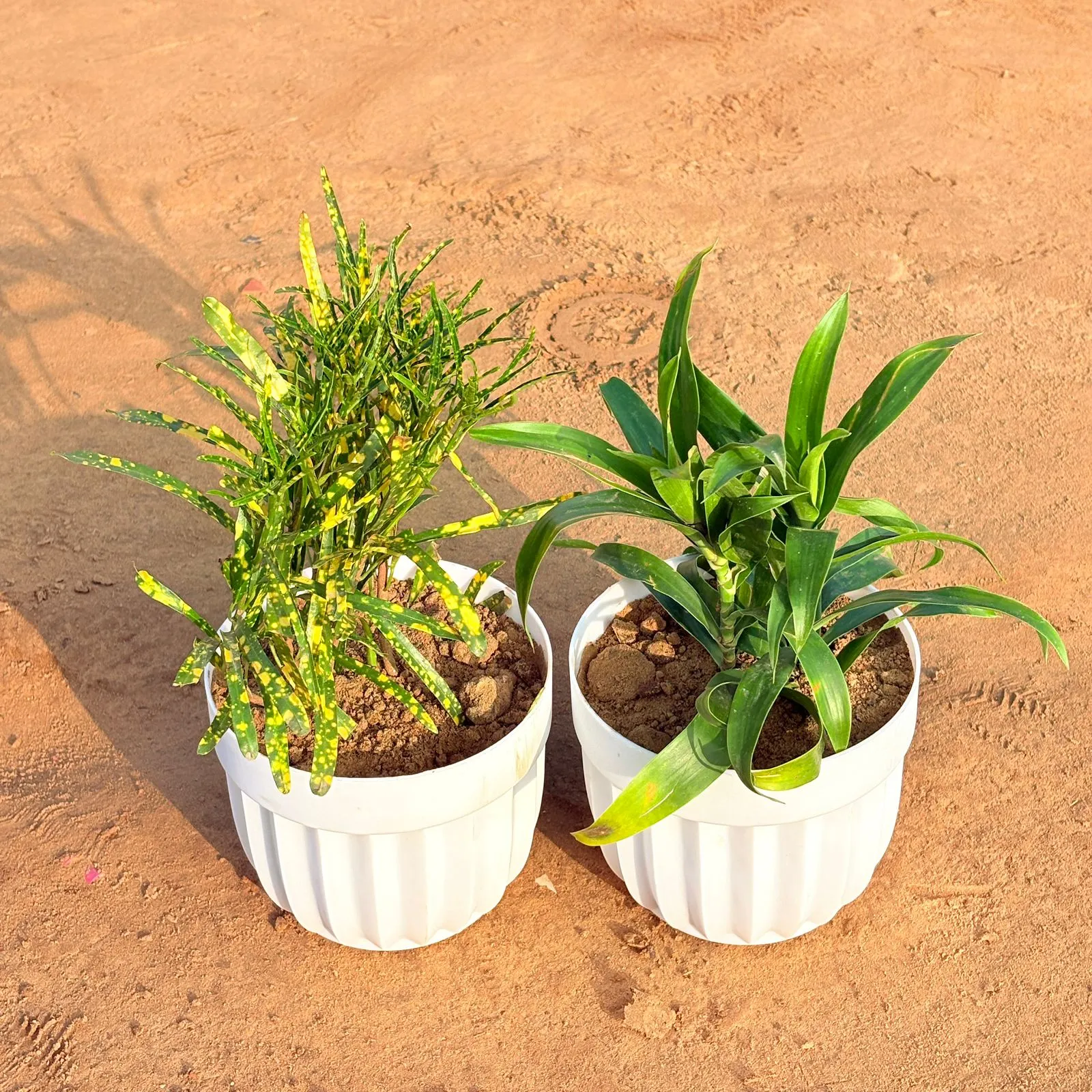 Set of 2 - Chironji Croton & Dracaena Green in 6 Inch White Premium Italica Plastic Planter