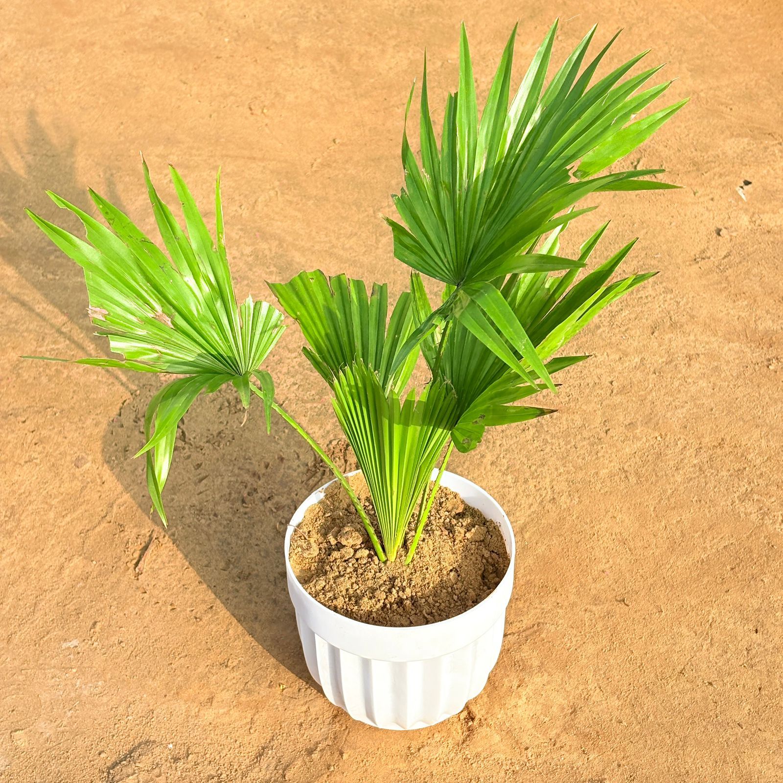 China Palm in 6 Inch White Premium Italica Plastic Planter