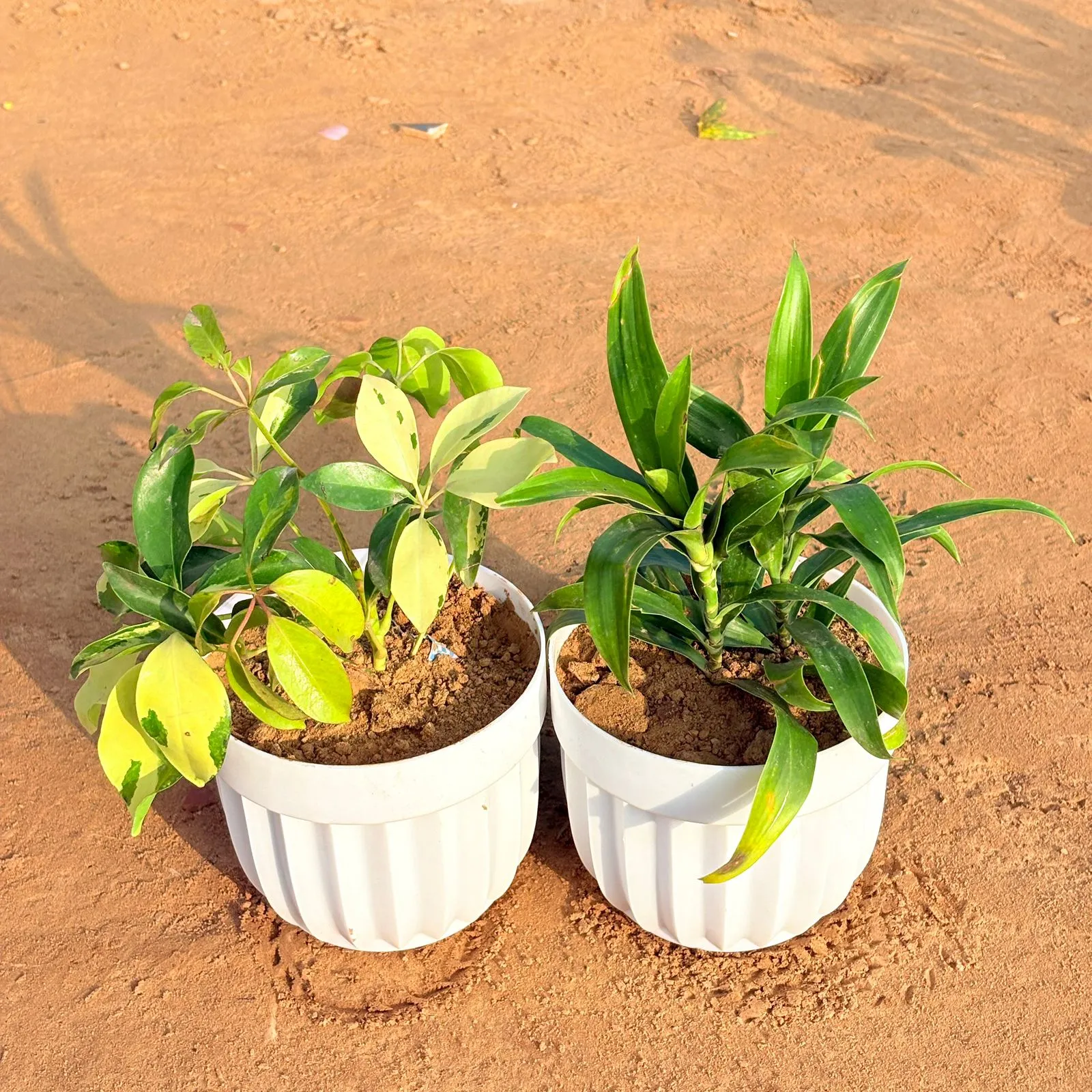 Set of 2 - Schefflera Brassia & Dracaena Green in 6 Inch White Premium Italica Plastic Planter
