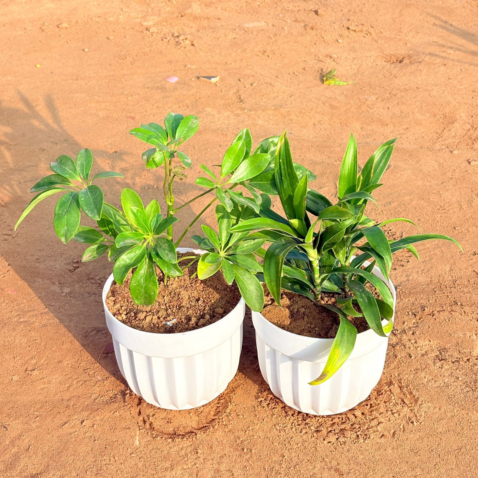Set of 2 - Schefflera Green & Dracaena Green in 6 Inch White Premium Italica Plastic Planter