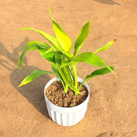 Lucky Bamboo in 6 Inch White Premium Italica Plastic Planter