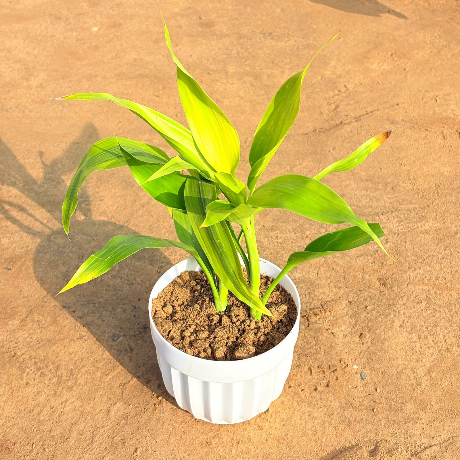 Lucky Bamboo in 6 Inch White Premium Italica Plastic Planter