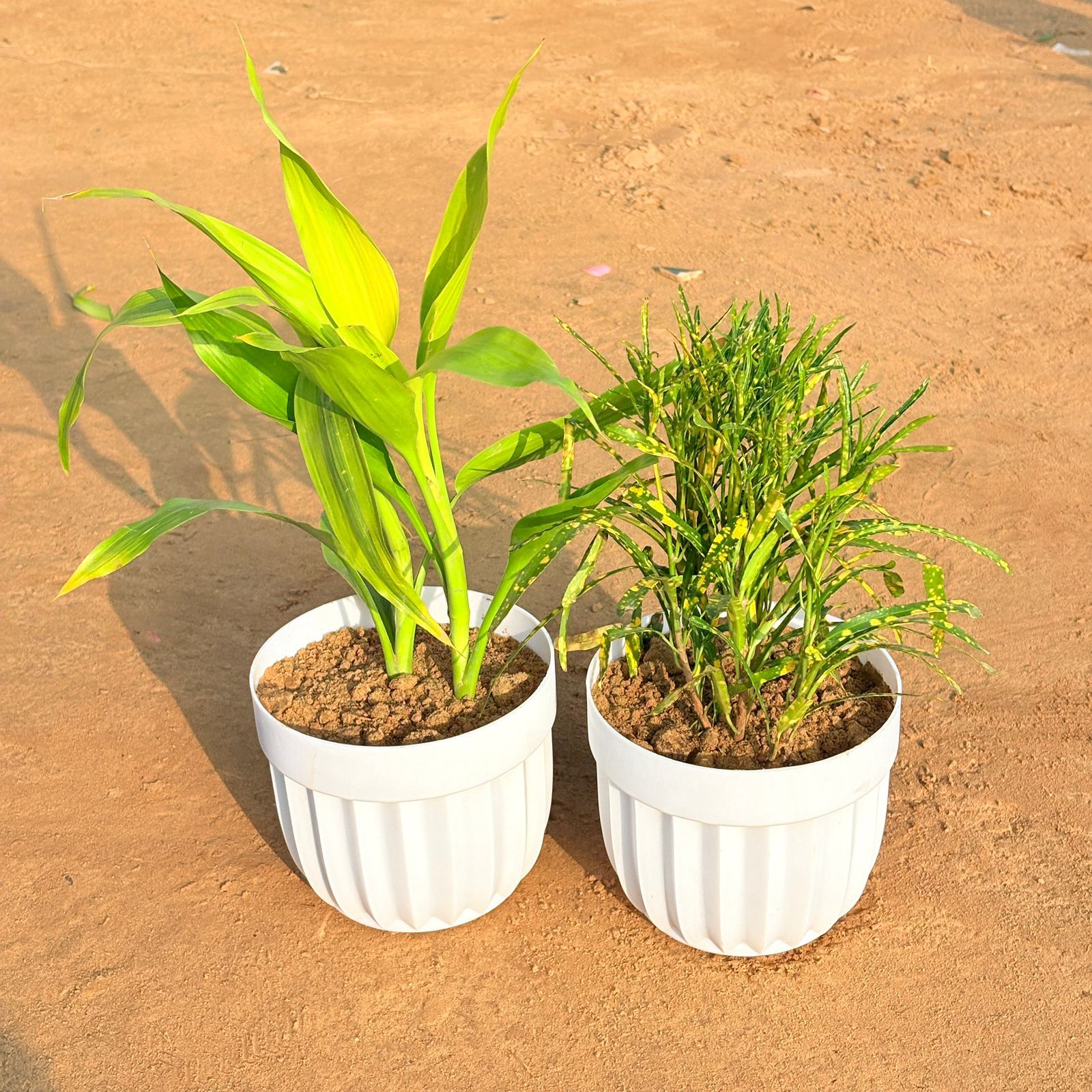 Set of 2 - Chironji Croton & Lucky Bamboo in 6 Inch White Premium Italica Plastic Planter