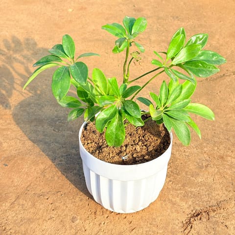 Schefflera Green in 6 Inch White Premium Italica Plastic Planter
