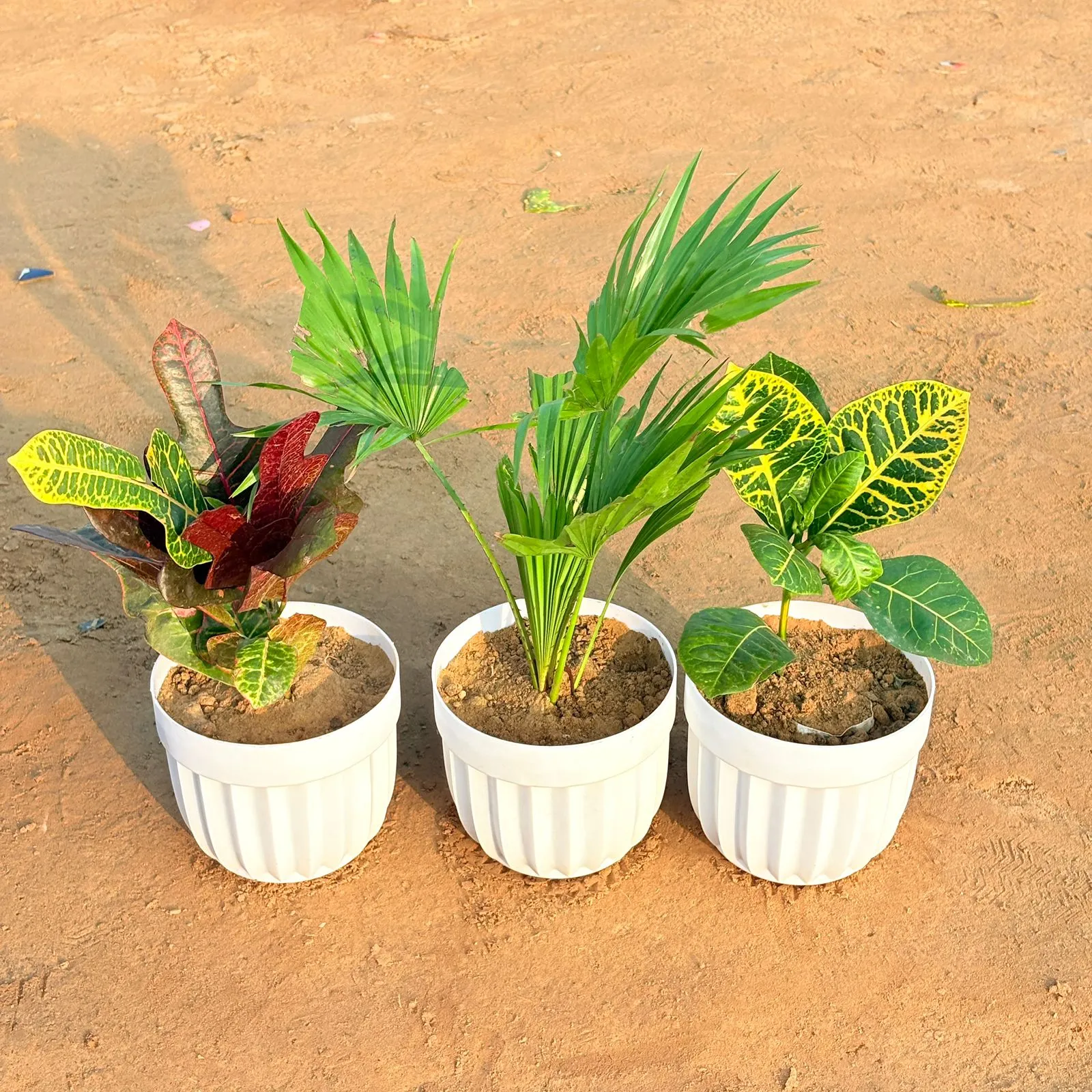 Set of 3 - China Palm, Croton Petra Yellow & Croton Oakleaf in 6 Inch White Premium Italica Plastic Planter