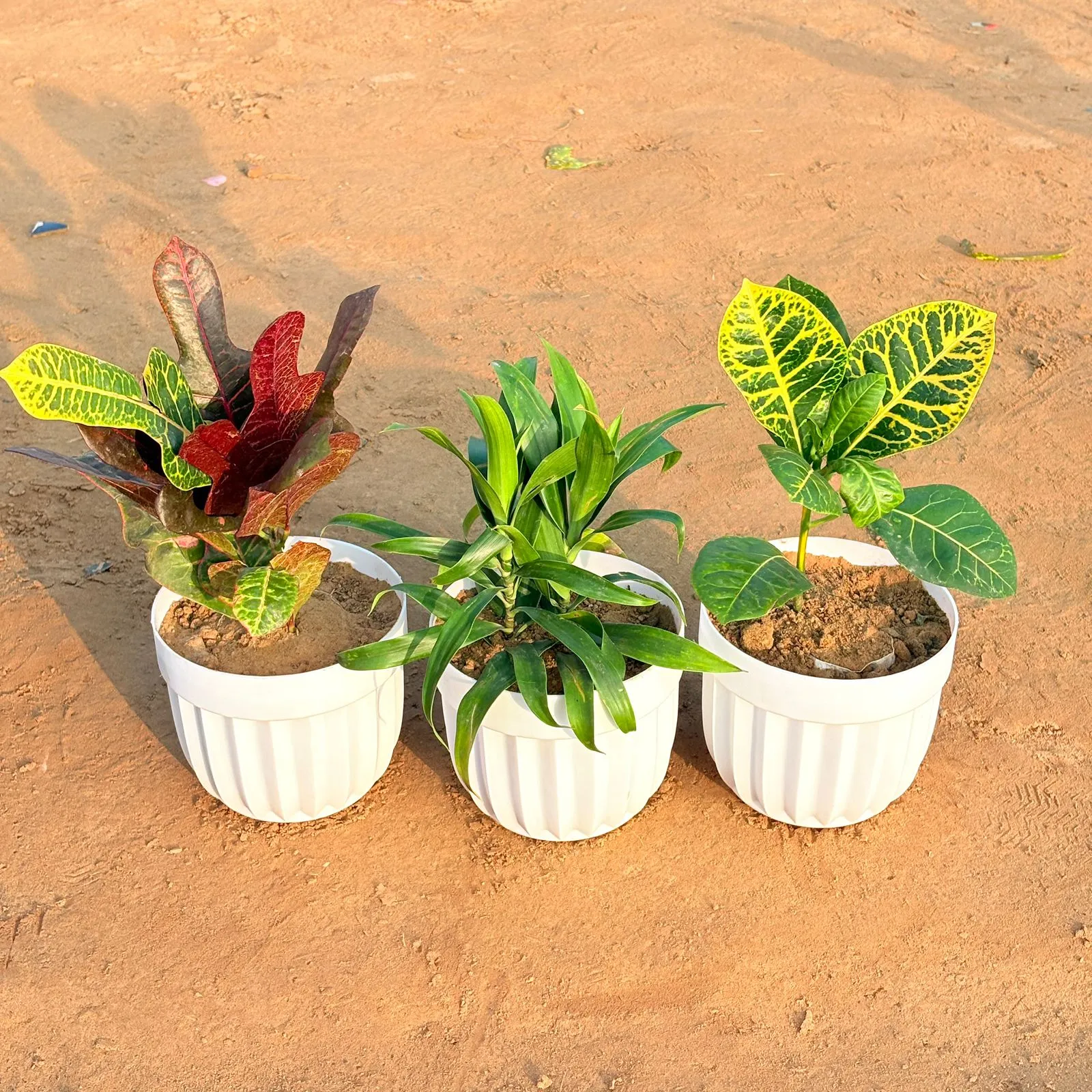 Set of 3 - Dracaena Green, Croton Petra Yellow & Croton Oakleaf in 6 Inch White Premium Italica Plastic Planter