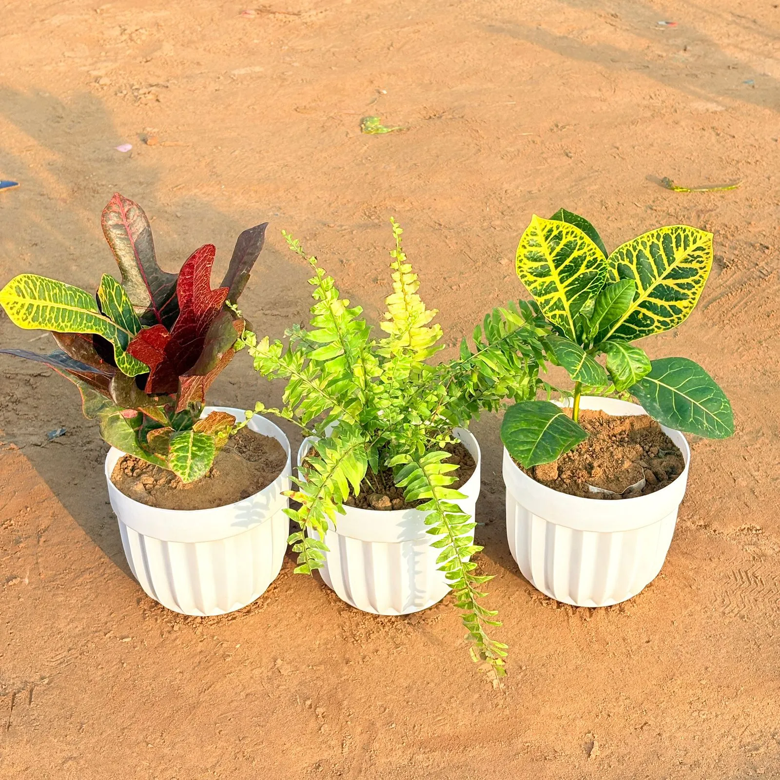 Set of 3 - Fern Golden, Croton Petra Yellow & Croton Oakleaf in 6 Inch White Premium Italica Plastic Planter
