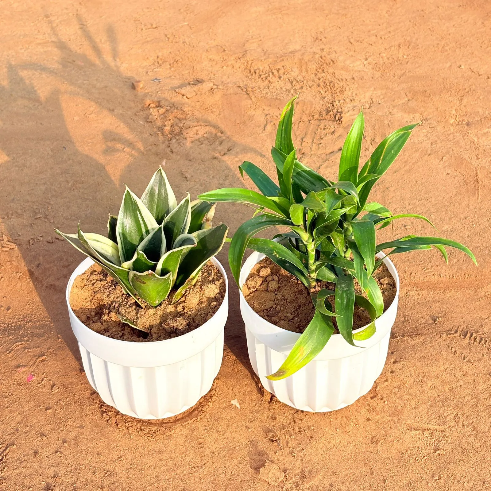 Set of 2 - Snake Dwarf Yellow & Dracaena Green in 6 Inch White Premium Italica Plastic Planter