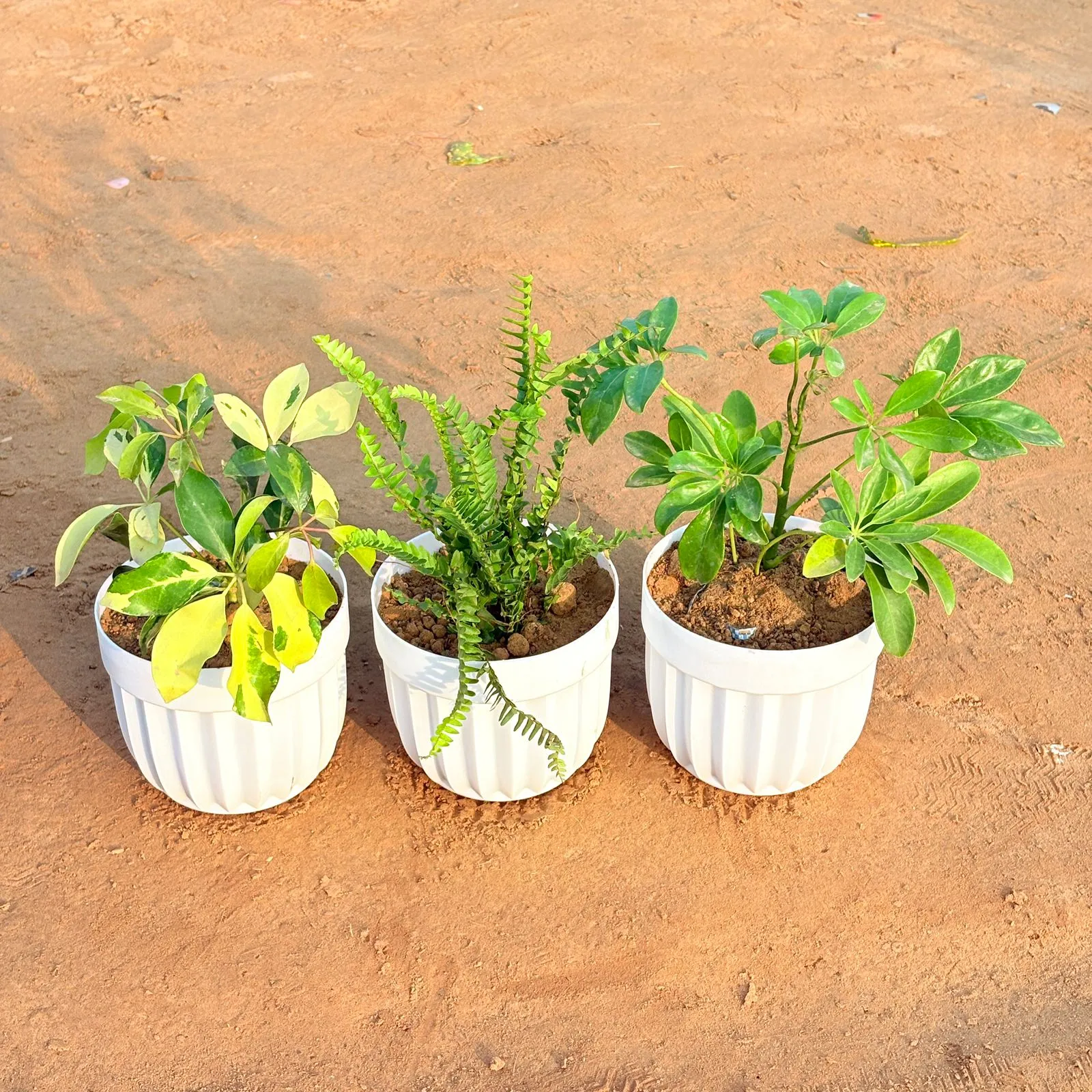 Set of 3 - Fern Green, Schefflera Brassia & Schefflera Green in 6 Inch White Premium Italica Plastic Planter