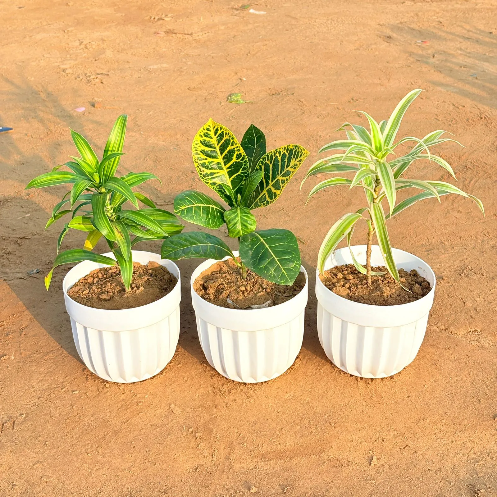 Set of 3 - Croton Petra Yellow, Dracaena Messenger & Dracaena Darasingh/ Victoria in 6 Inch White Premium Italica Plastic Planter