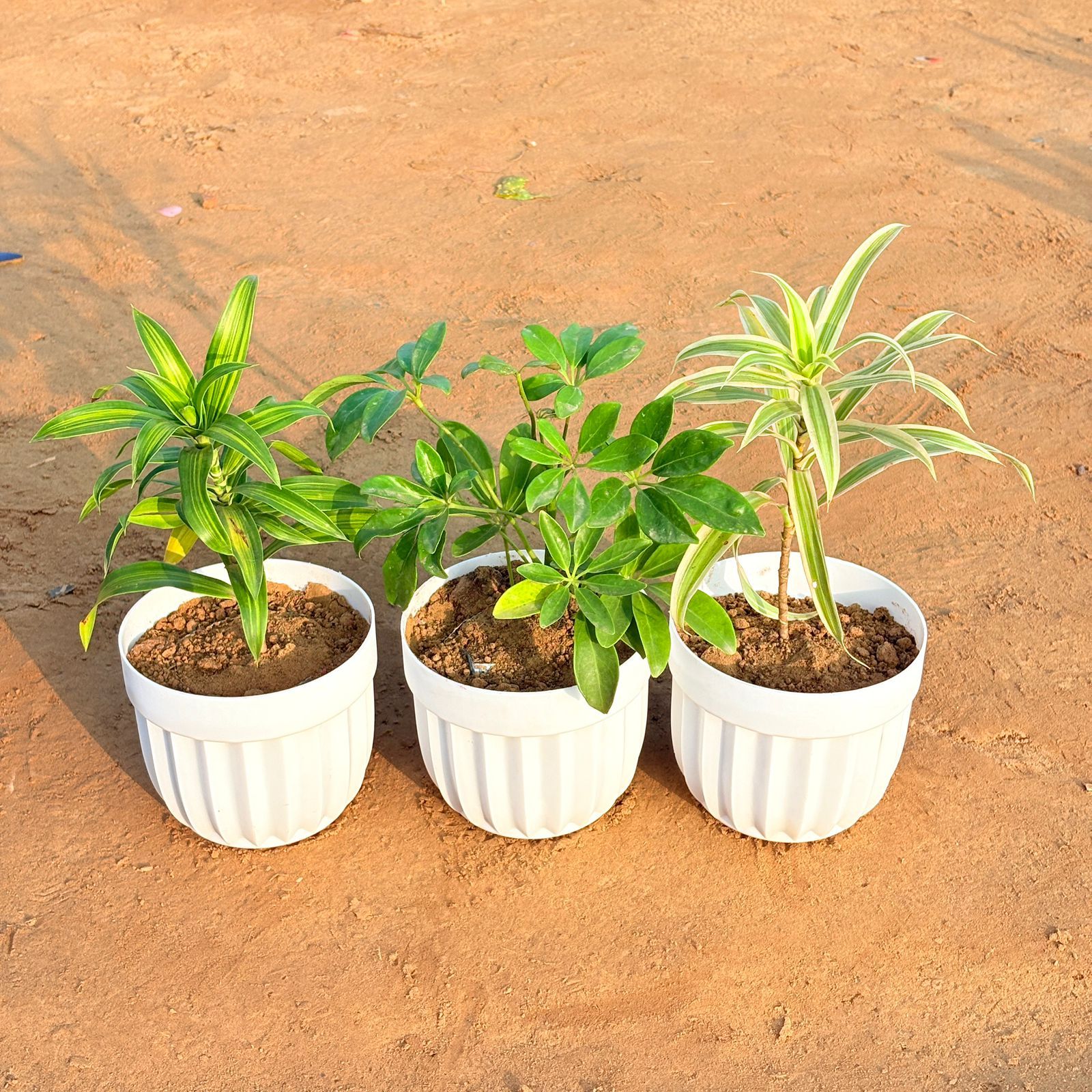 Set of 3 - Schefflera Green, Dracaena Messenger & Dracaena Darasingh/ Victoria in 6 Inch White Premium Italica Plastic Planter