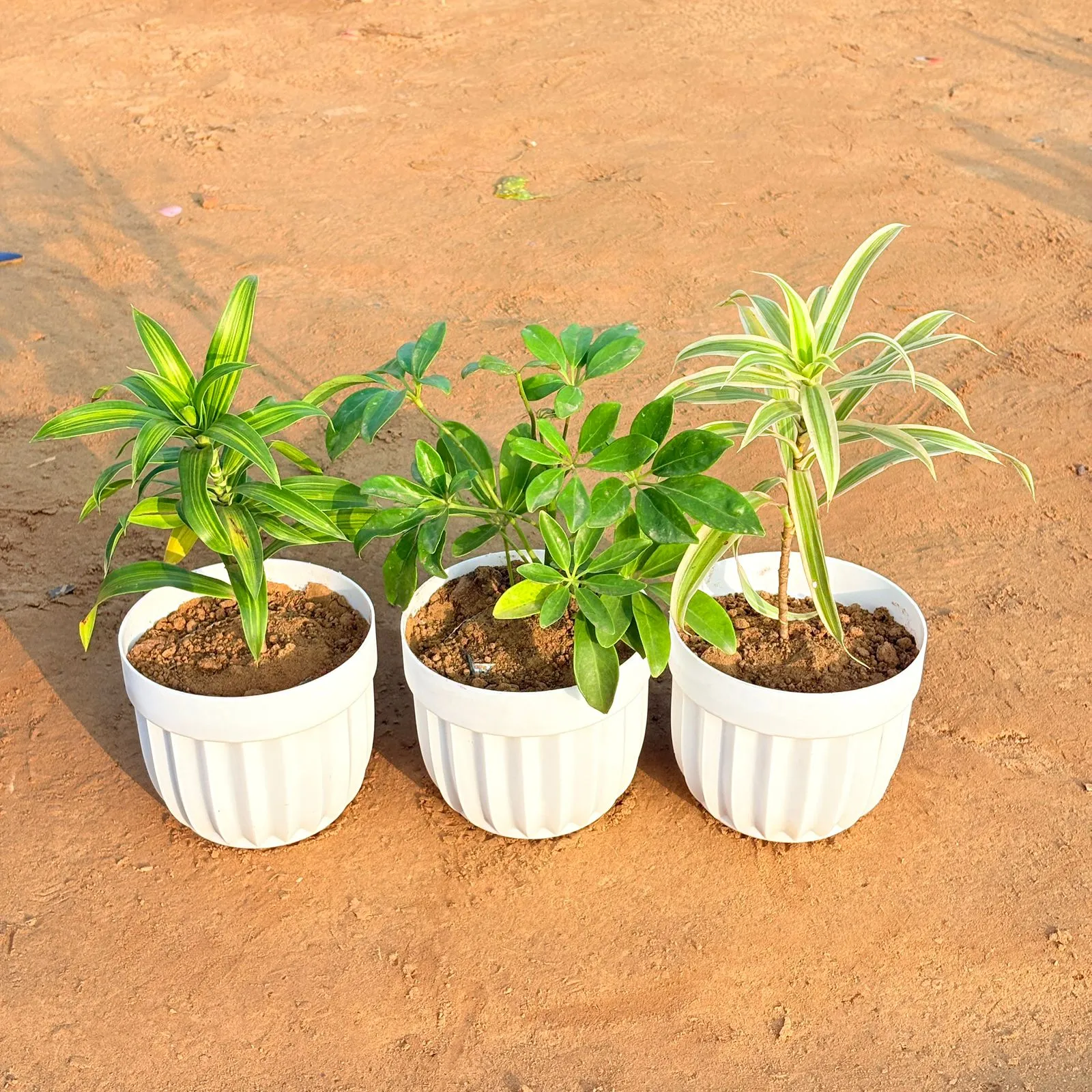 Set of 3 - Schefflera Green, Dracaena Messenger & Dracaena Darasingh/ Victoria in 6 Inch White Premium Italica Plastic Planter
