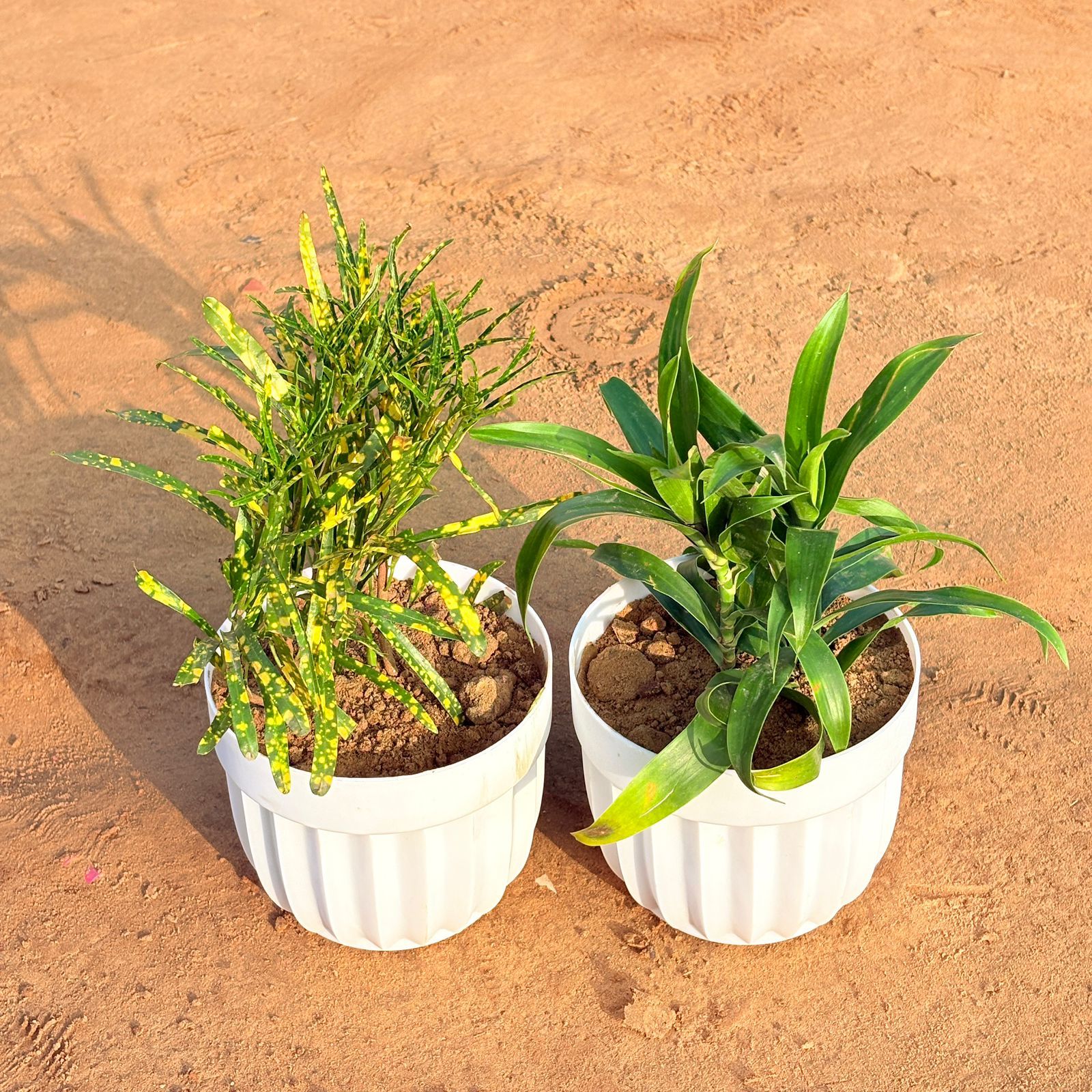 Set of 2 - Chironji Croton & Dracaena Green in 6 Inch White Premium Italica Plastic Planter
