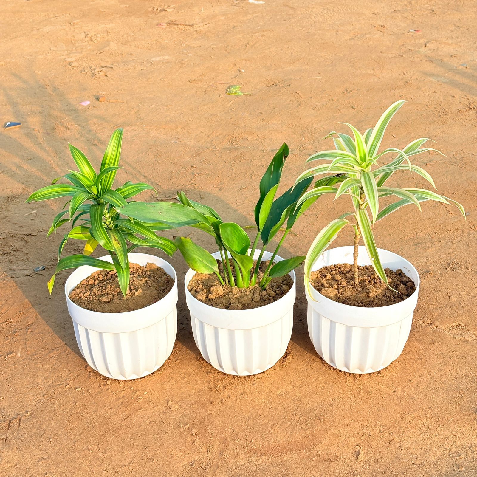 Set of 3 - Peace Lily, Dracaena Messenger & Dracaena Darasingh/ Victoria in 6 Inch White Premium Italica Plastic Planter
