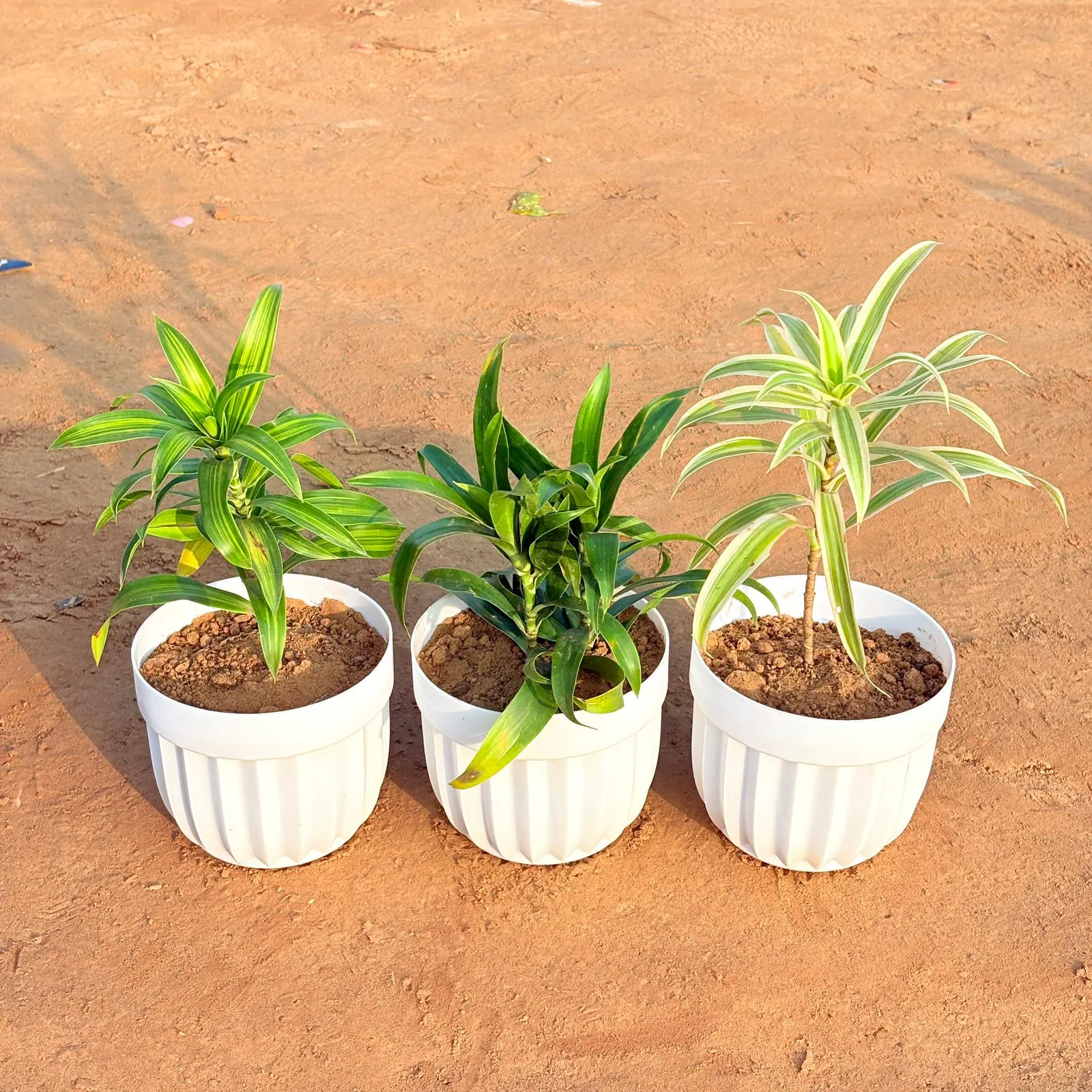Set of 3 - Dracaena Green, Dracaena Messenger & Dracaena Darasingh/ Victoria in 6 Inch White Premium Italica Plastic Planter