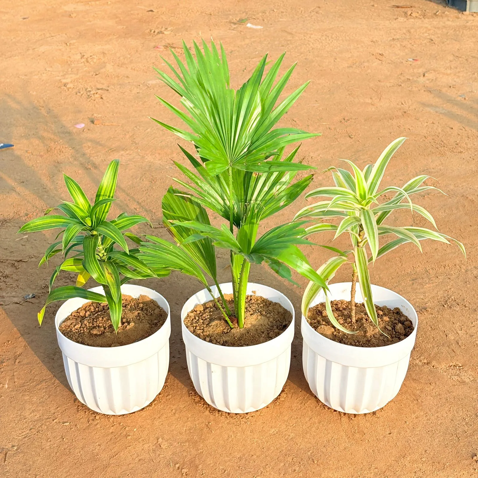 Set of 3 - China Palm, Dracaena Messenger & Dracaena Darasingh/ Victoria in 6 Inch White Premium Italica Plastic Planter