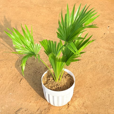 China Palm in 6 Inch White Premium Italica Plastic Planter