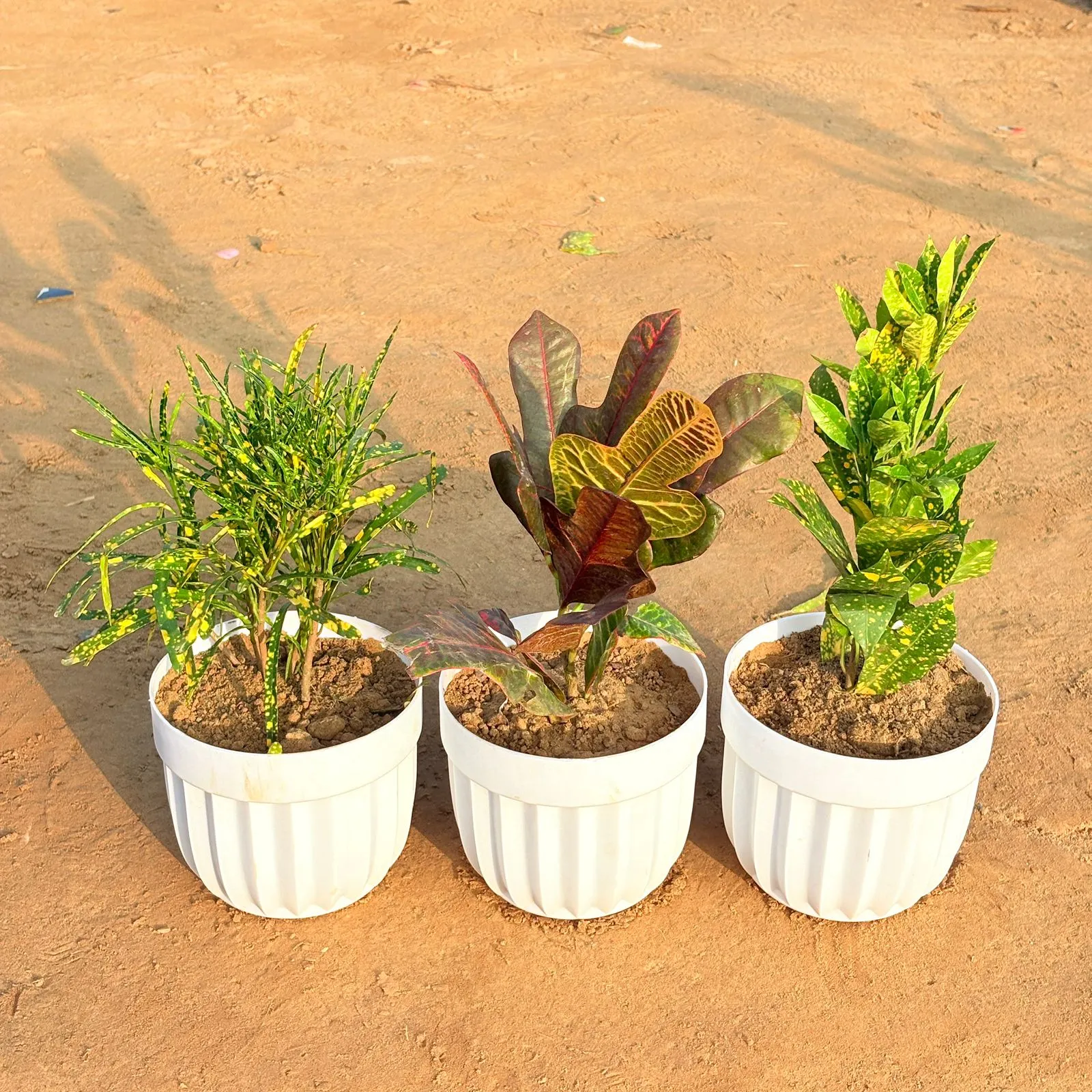 Set of 3 - Croton Oakleaf, Baby Croton & Chironji Croton in 6 Inch White Premium Italica Plastic Planter