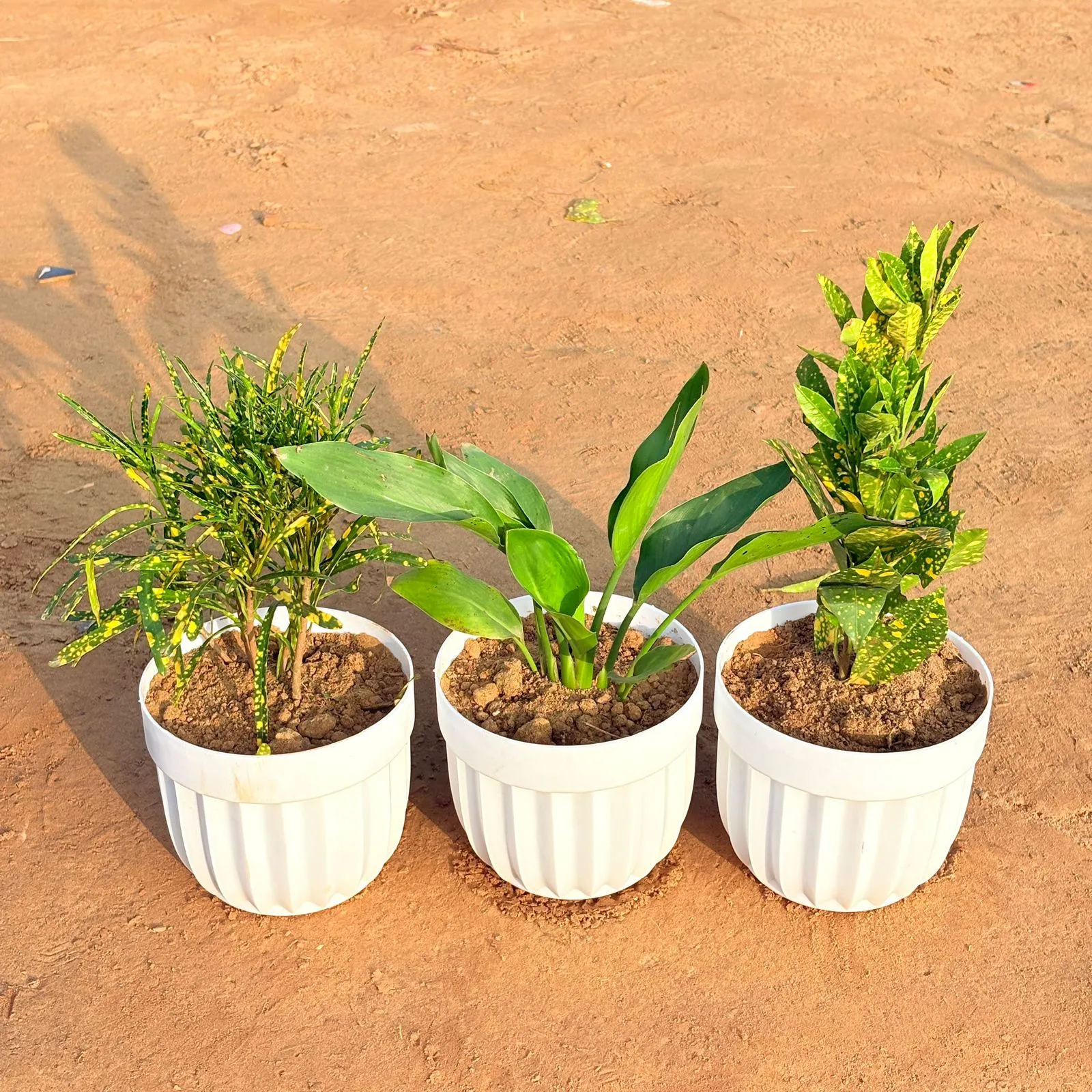 Set of 3 - Peace Lily, Baby Croton & Chironji Croton in 6 Inch White Premium Italica Plastic Planter