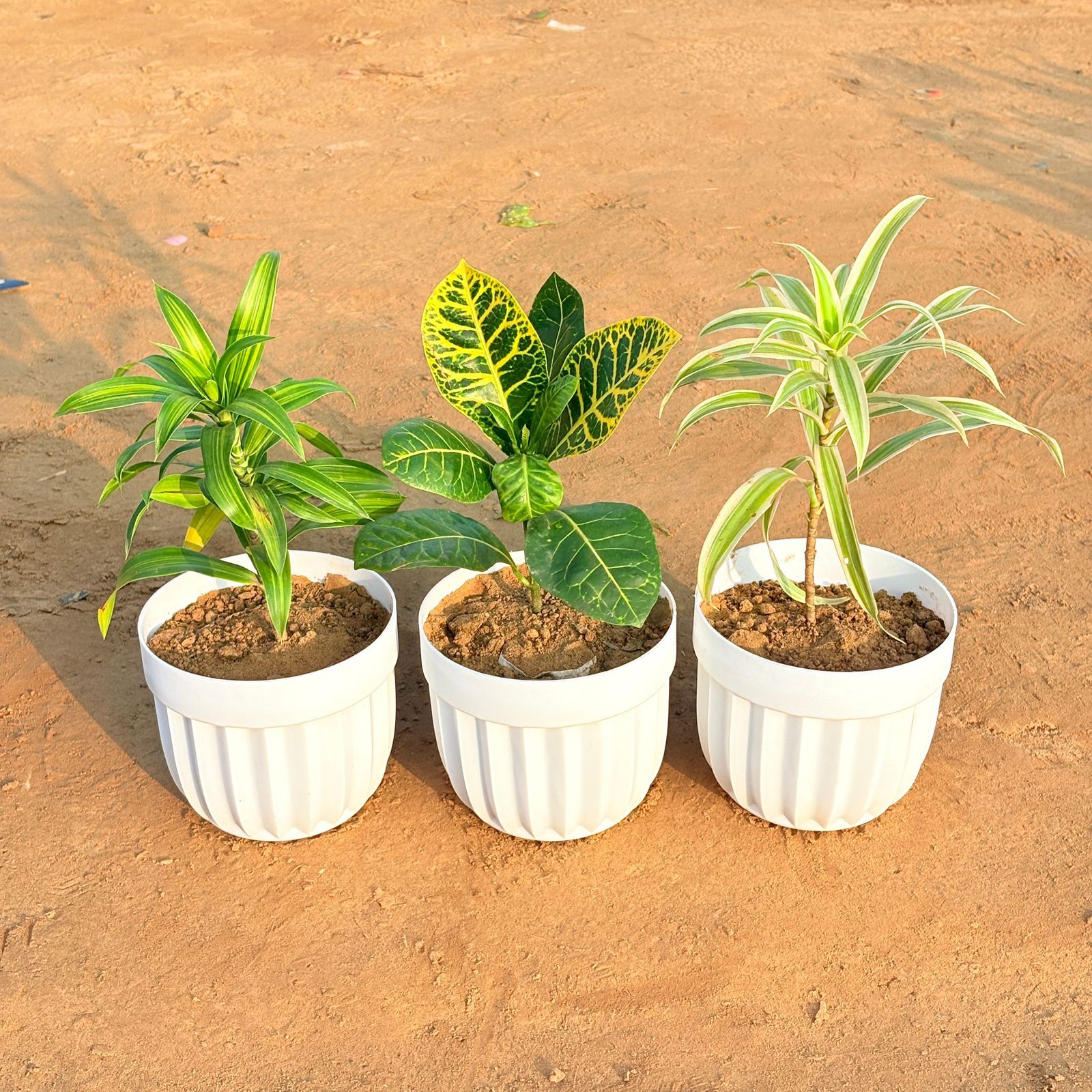Set of 3 - Croton Petra Yellow, Dracaena Messenger & Dracaena Darasingh/ Victoria in 6 Inch White Premium Italica Plastic Planter