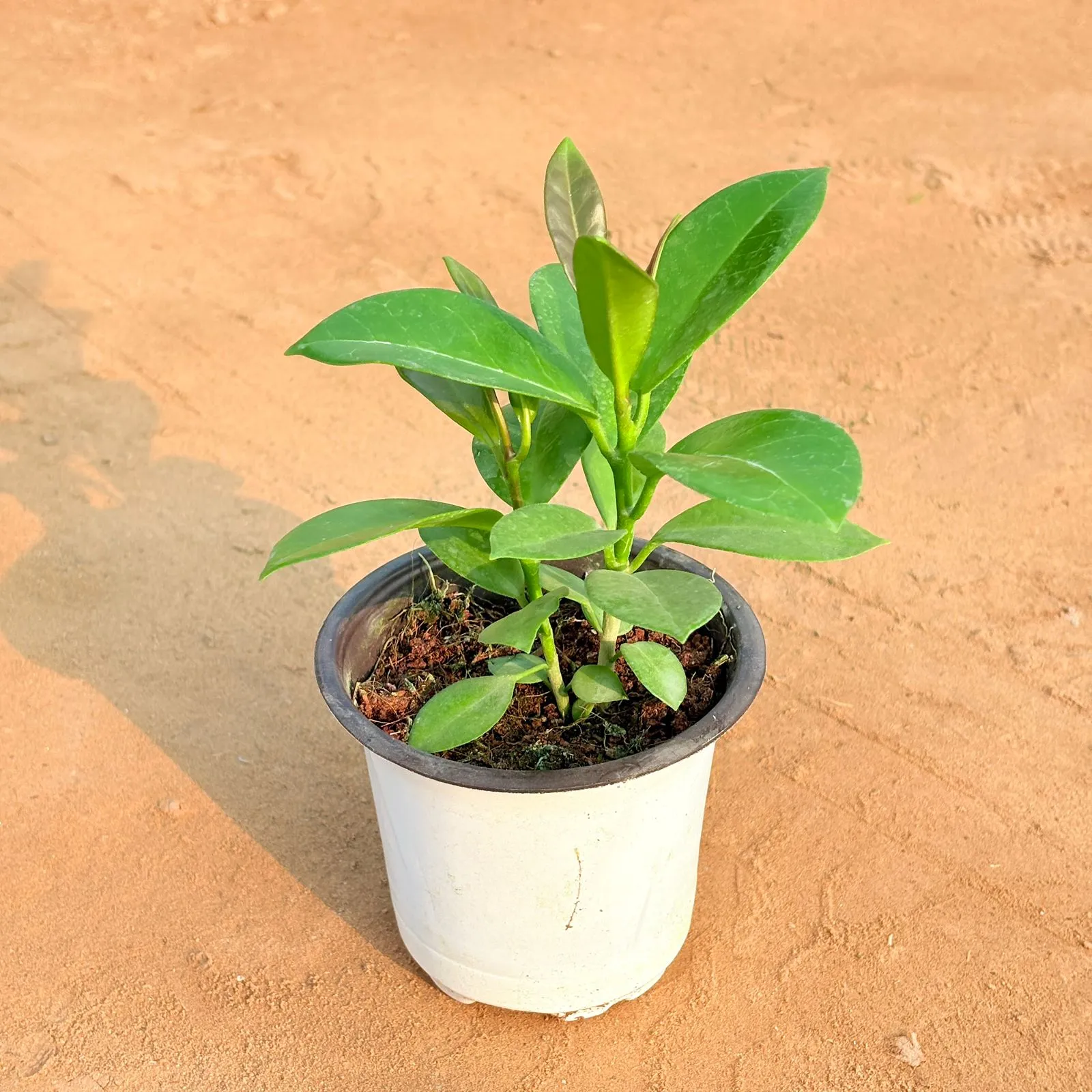 Indoor - Hoya Carnosa Carnosa in 4 Inch Nursery Pot