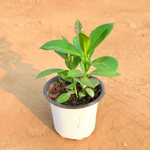 Indoor - Hoya Carnosa Carnosa in 4 Inch Nursery Pot