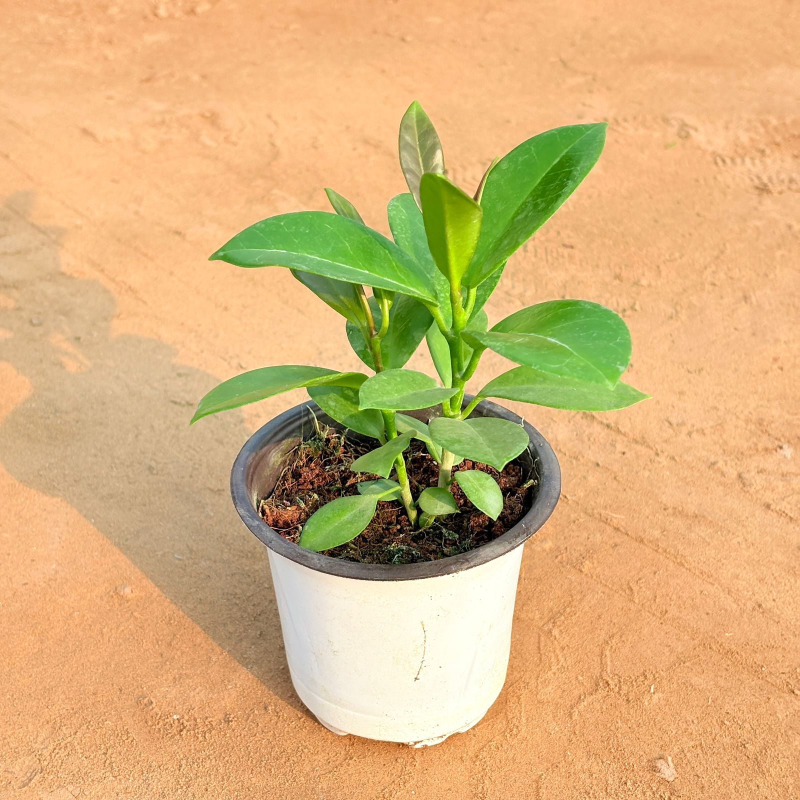 Indoor - Hoya Carnosa Carnosa in 4 Inch Nursery Pot