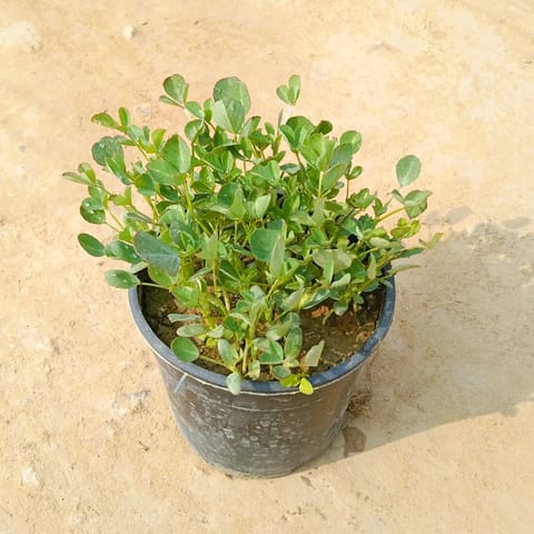 Palak / Spinach in 6 Inch Nursery Pot