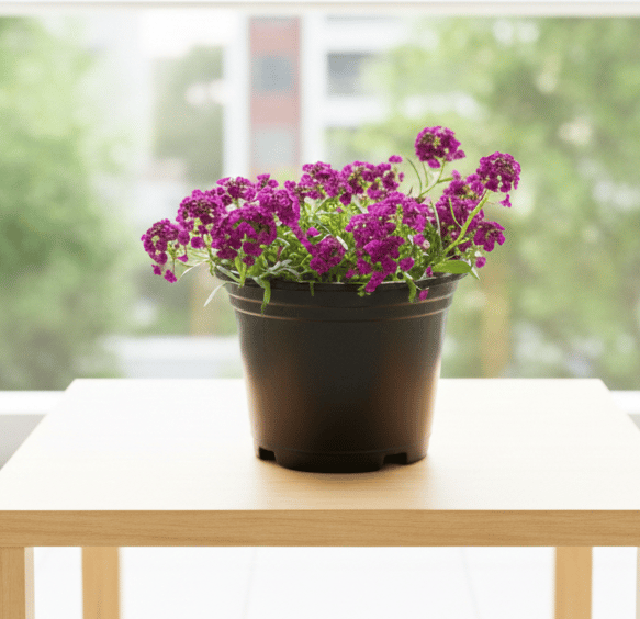Alyssum Purple in 6 Inch Nursery Pot