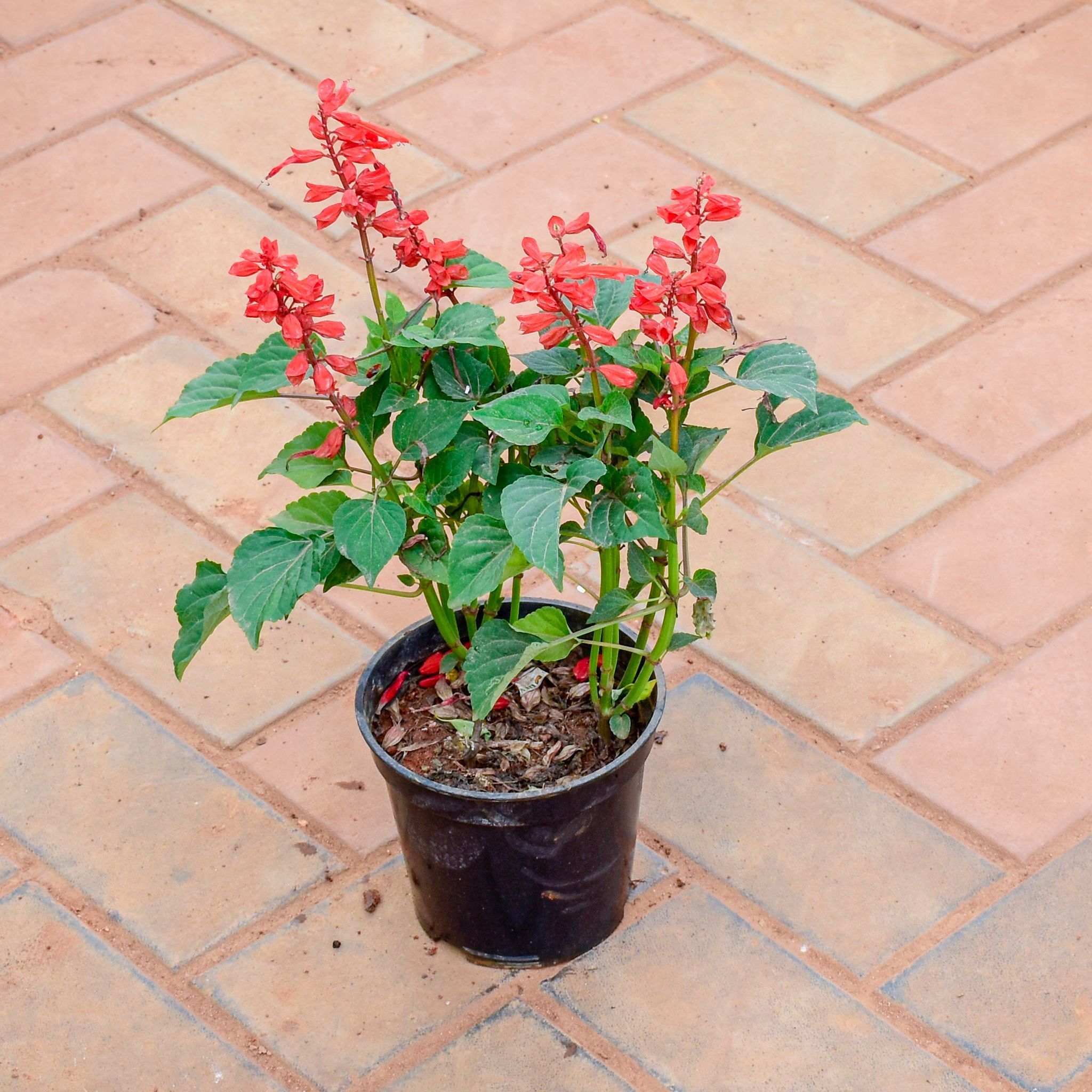 Salvia Red in 6 Inch Nursery Pot