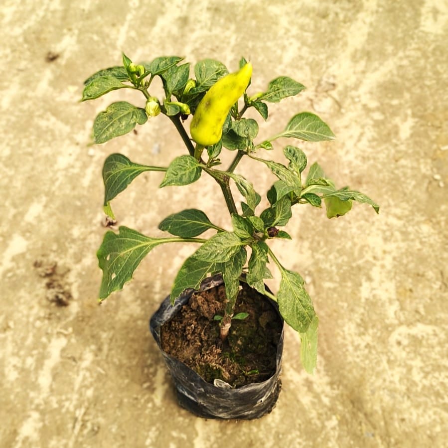 Mirchi / Chilli Plant in 3 Inch Nursery Bag