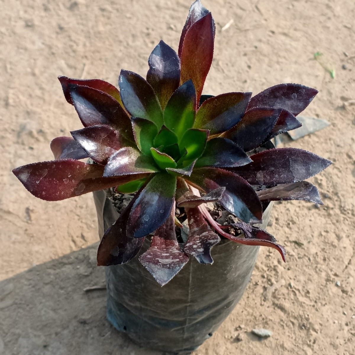 Aeonium Black Rose in 3 inch Nursery Bag