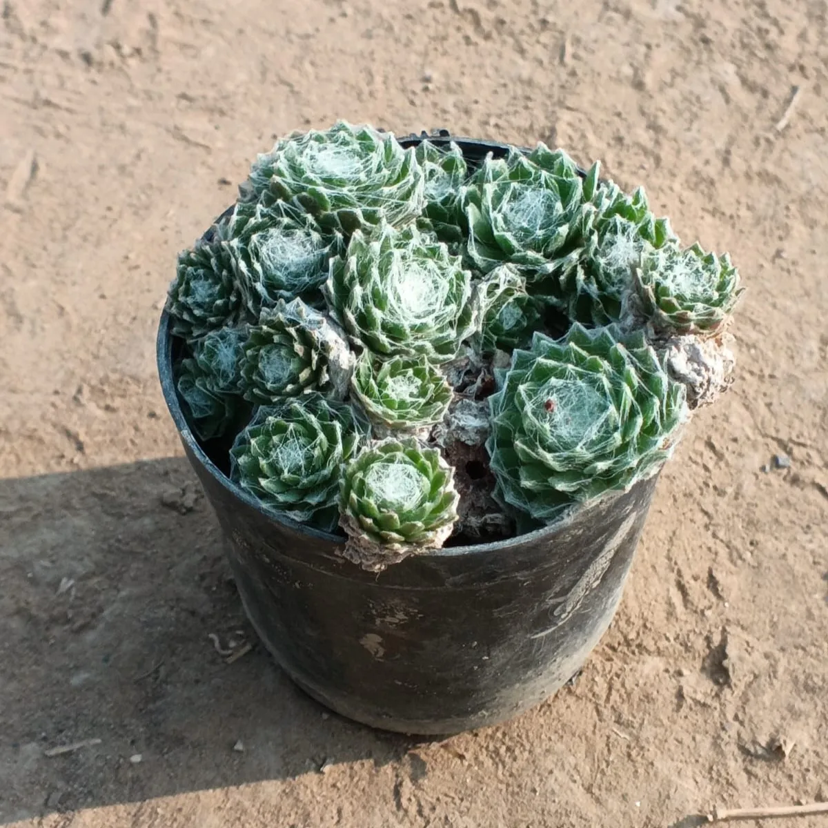Cobweb Houseleek Succulent in 3 Inch Nursery Pot
