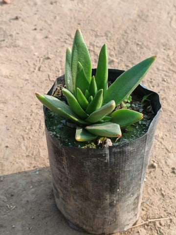 Kalanchoe Tomentosa Green in 3 inch Nursery Bag