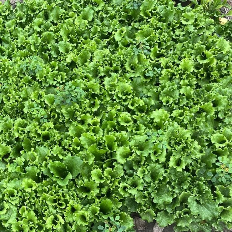 Set of 5 - Lettuce Green in 4 Inch Nursery Bag
