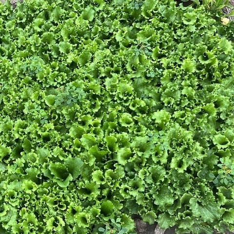 Set of 5 - Lettuce Green in 4 Inch Nursery Bag