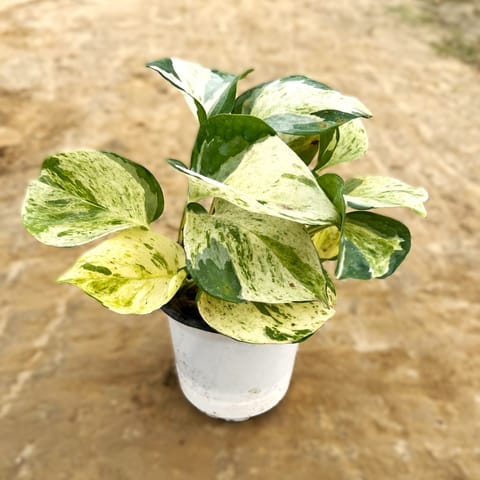 Marble Money plant in 4 Inch Nursery Pot
