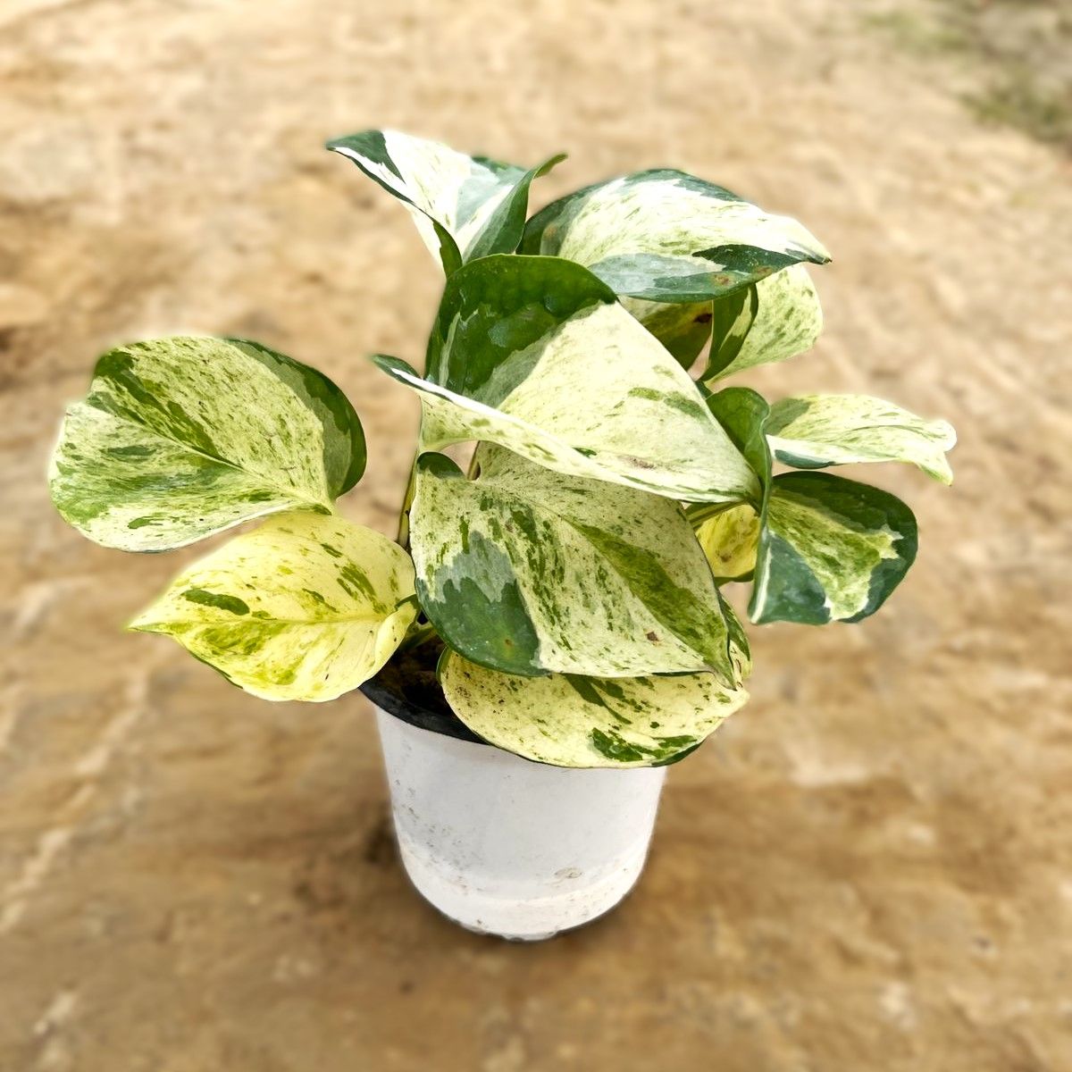 Marble Money plant in 4 Inch Nursery Pot