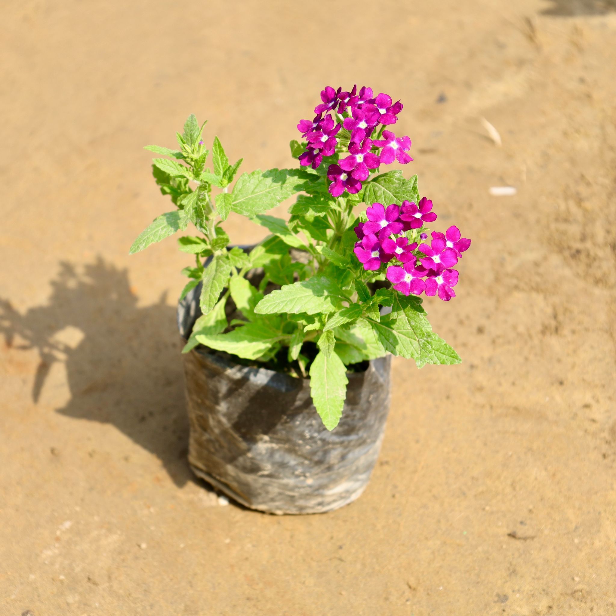 Verbena (Any Colour) in 4 Inch Nursery Bag