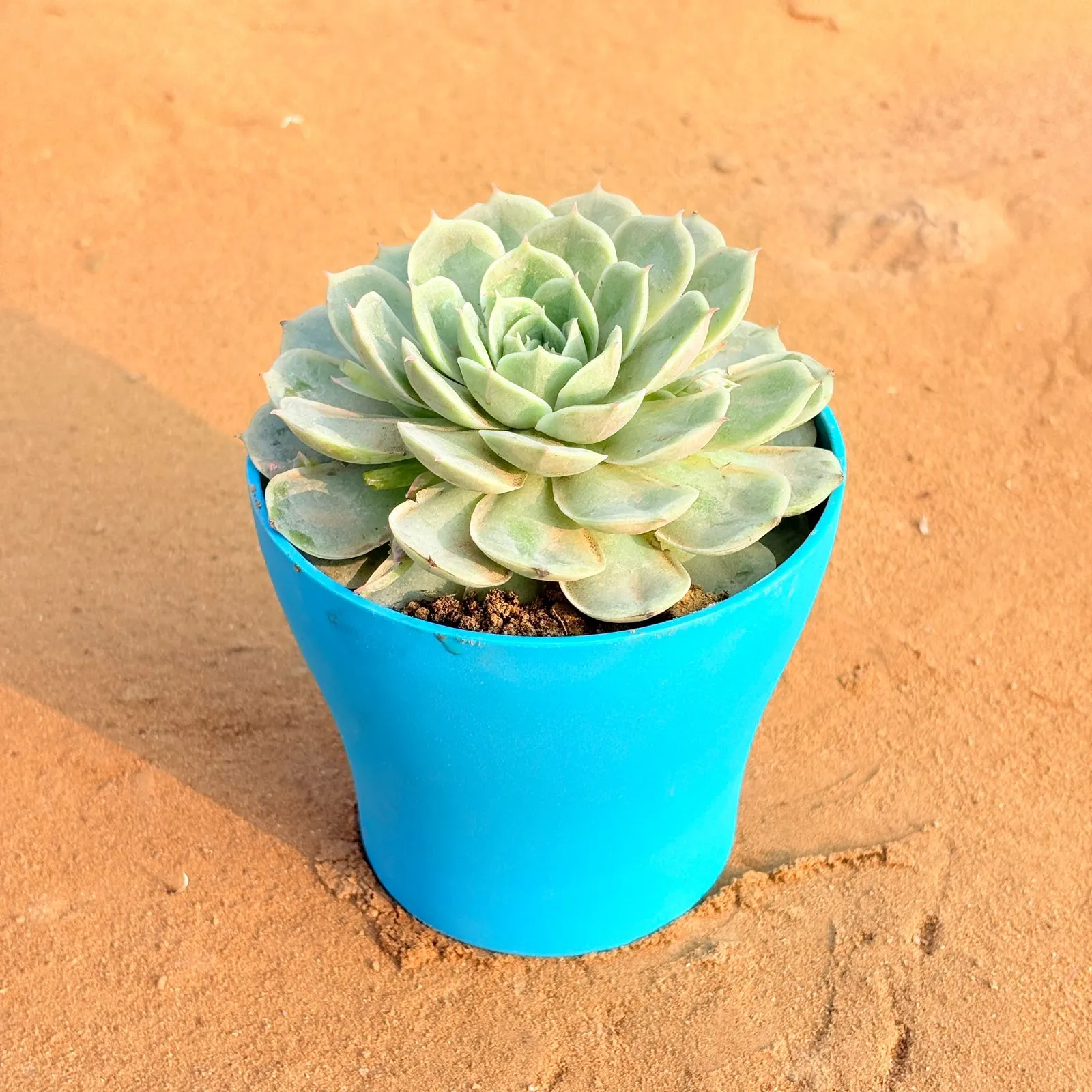 Echeveria Green Succulent in 4 Inch English Blue Premium Daisy Plastic Planter