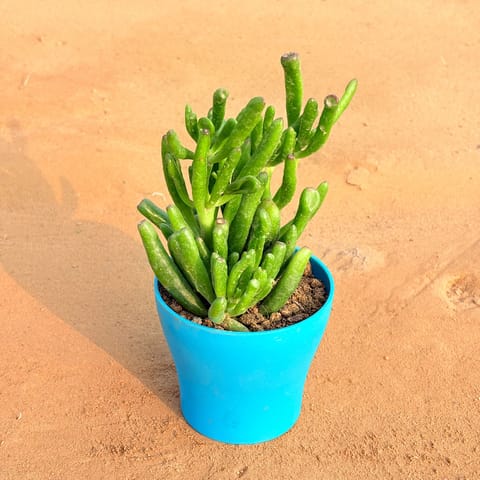 Crassula Gollum Jade/ Finger Succulent in 4 Inch English Blue Premium Daisy Plastic Planter