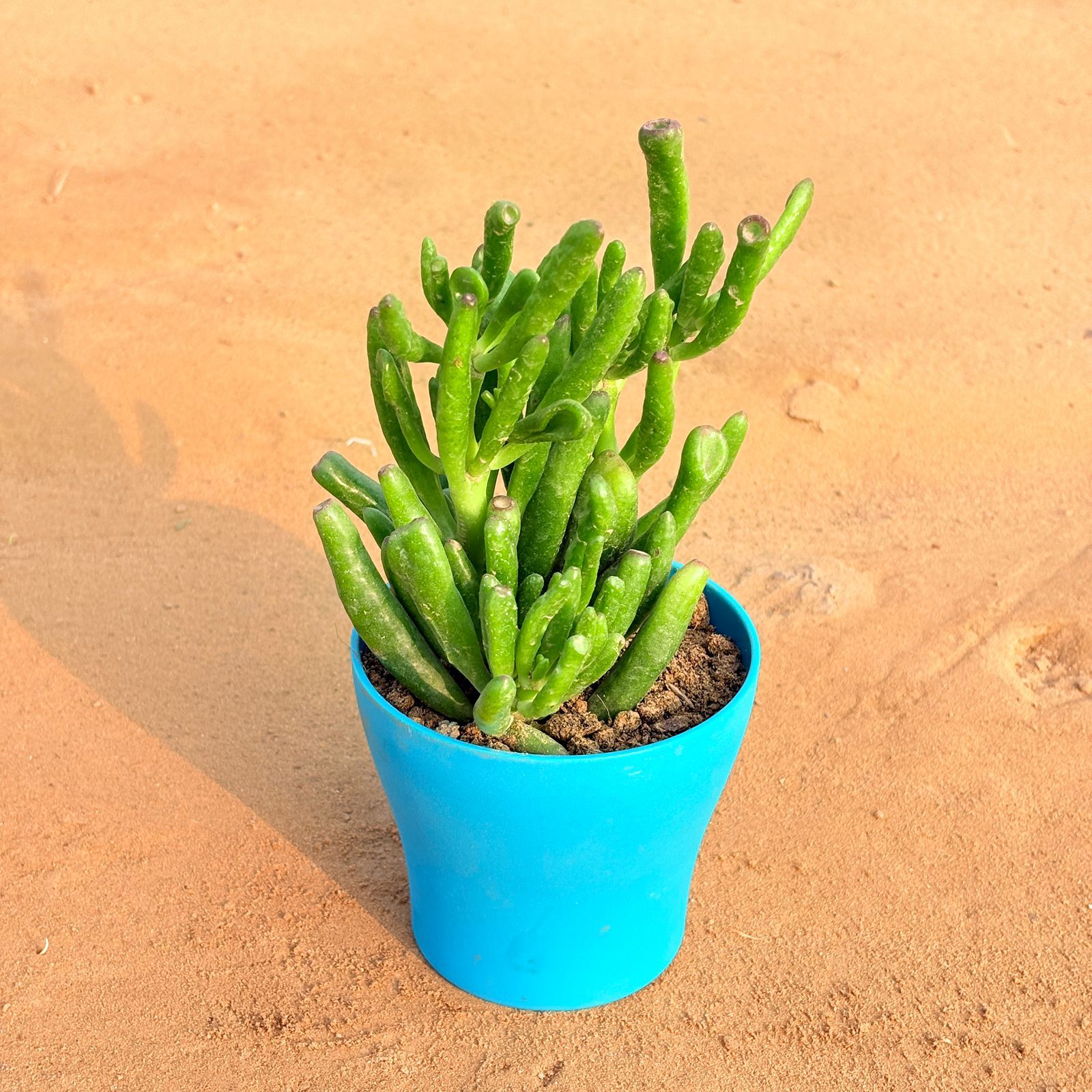 Crassula Gollum Jade/ Finger Succulent in 4 Inch English Blue Premium Daisy Plastic Planter