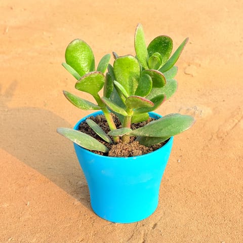 Crassula Ovata/ Dhan Kuber in 4 Inch English Blue Premium Daisy Plastic Planter