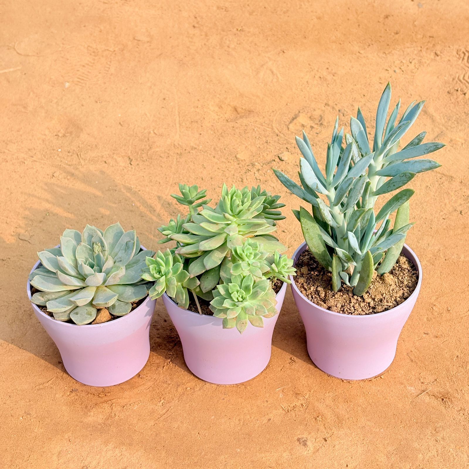 Set of 3 - Echeveria Elegans Red Tipped Succulent, Echeveria Red Succulent & Curio Repens Succulent in 4 Inch Purple Premium Daisy Plastic Planter