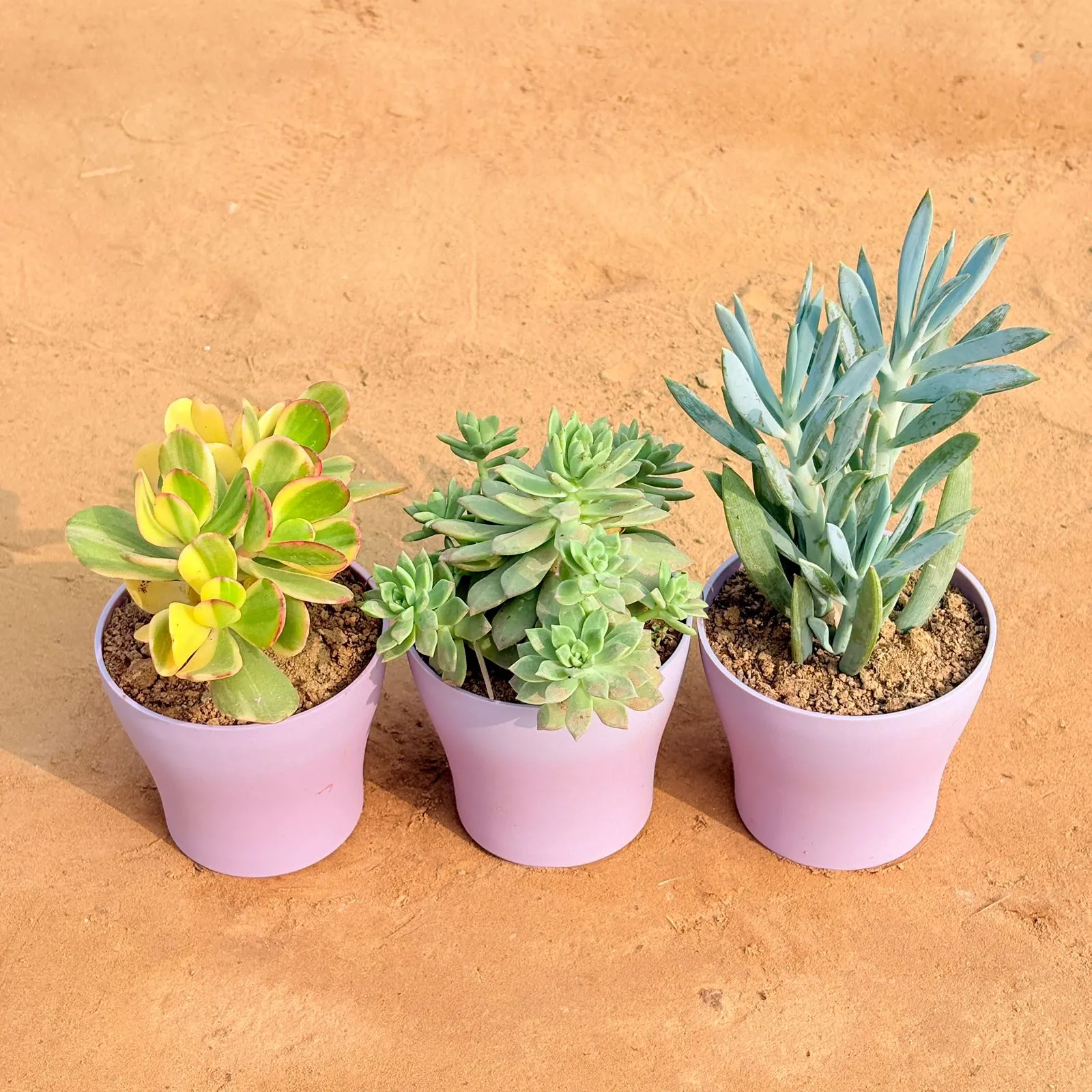 Set of 3 - Crassula Variegated Succulent, Echeveria Red Succulent & Curio Repens Succulent in 4 Inch Purple Premium Daisy Plastic Planter