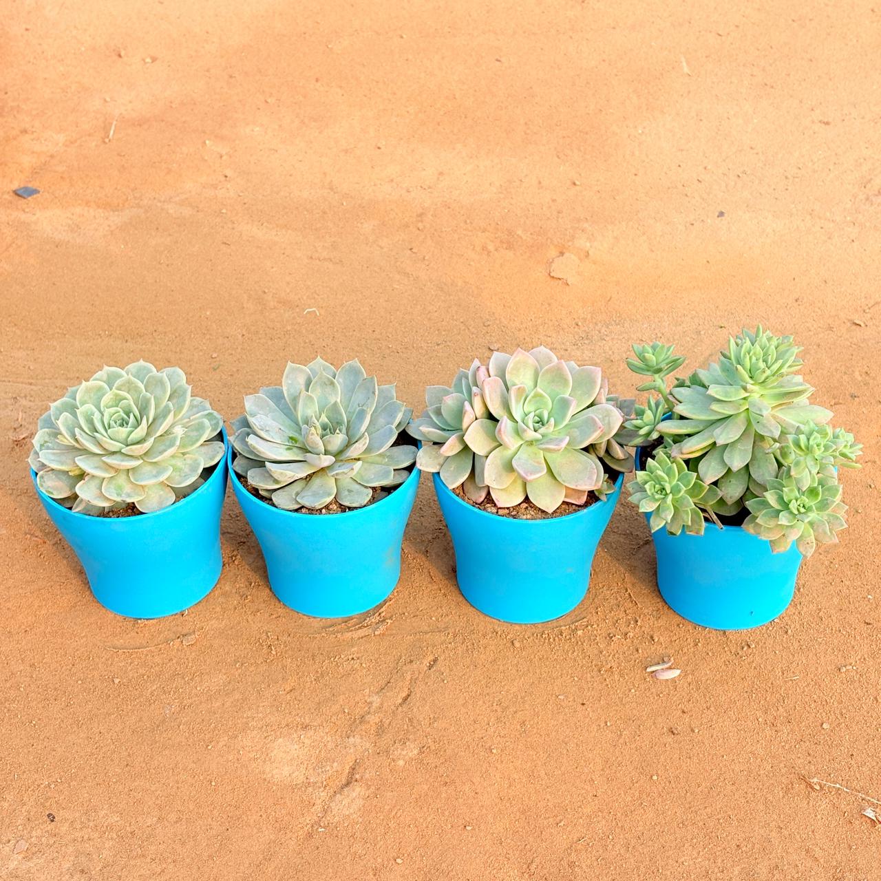 Set of 4 - Echeveria Green Succulent, Echeveria Red Succulent, Echeveria Albicans Succulent & Echeveria Elegans Red Tipped Succulent in 4 Inch English Blue Premium Daisy Plastic Planter