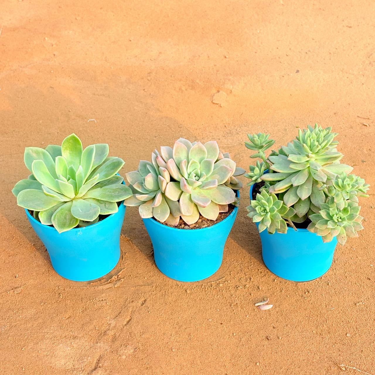 Set of 3 - Echeveria Elegans Succulent, Echeveria Albicans Succulent & Echeveria Red Succulent in 4 Inch English Blue Premium Daisy Plastic Planter